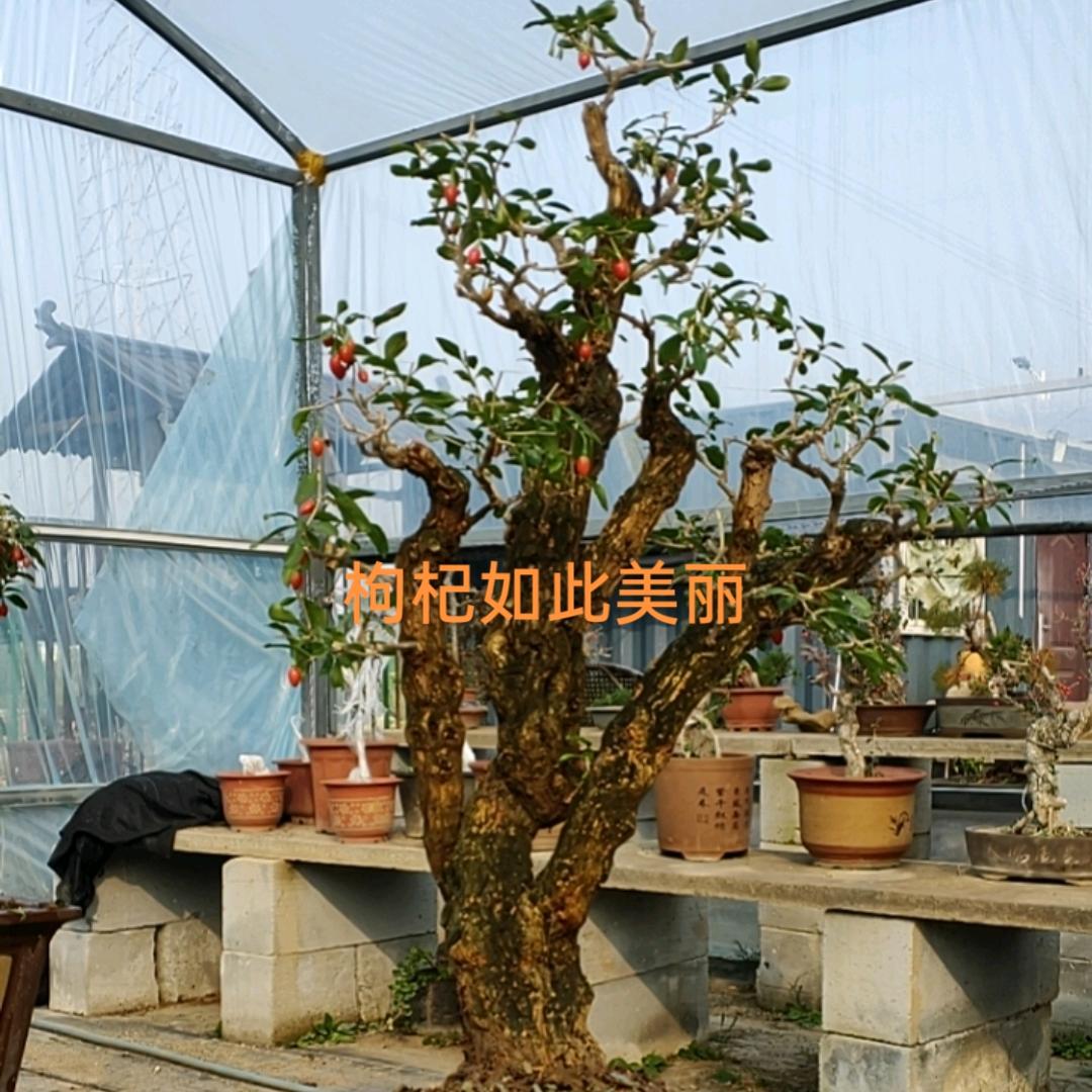 杞业家猴儿盆景