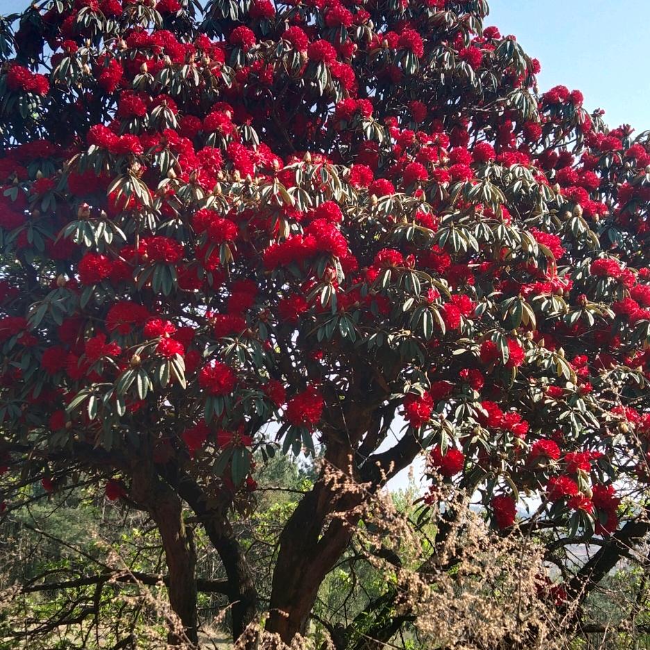 小桥彝家牛菜馆