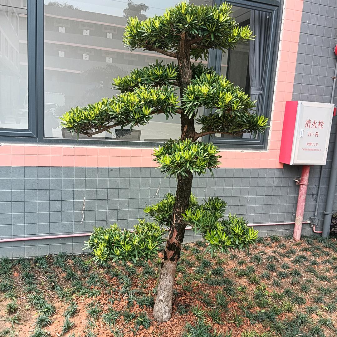 （阳）