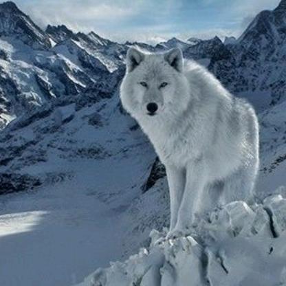 雪山孤狼
