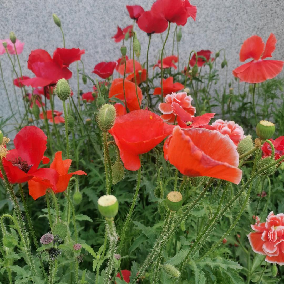 梅花（拒私聊）