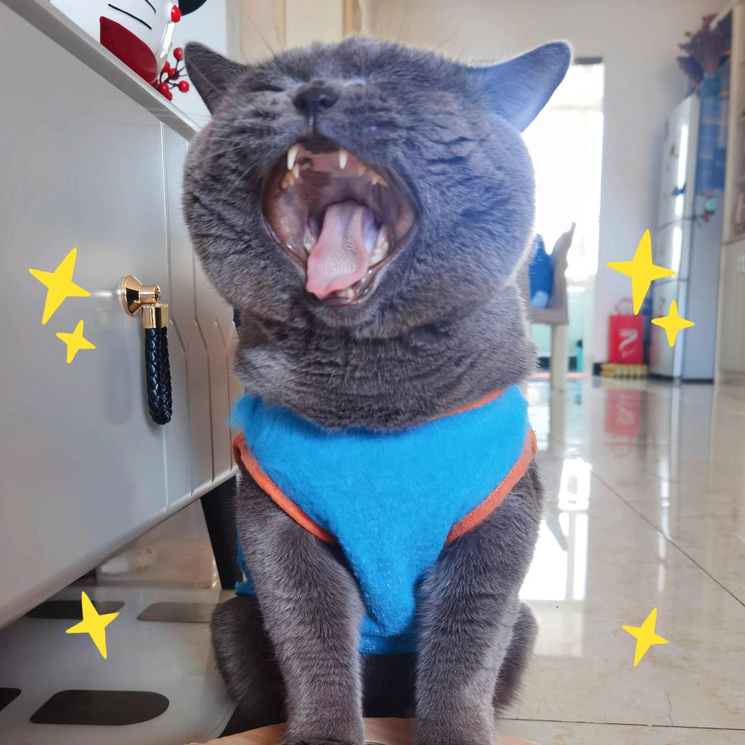 大脸喵蛋蛋