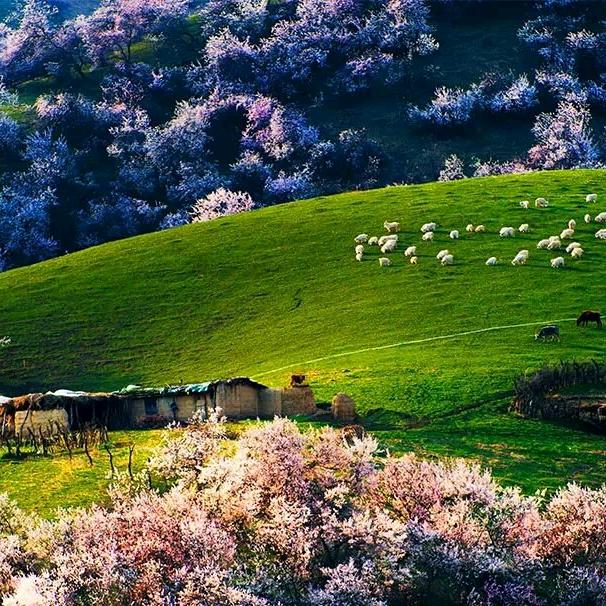 西玉果园食品商行