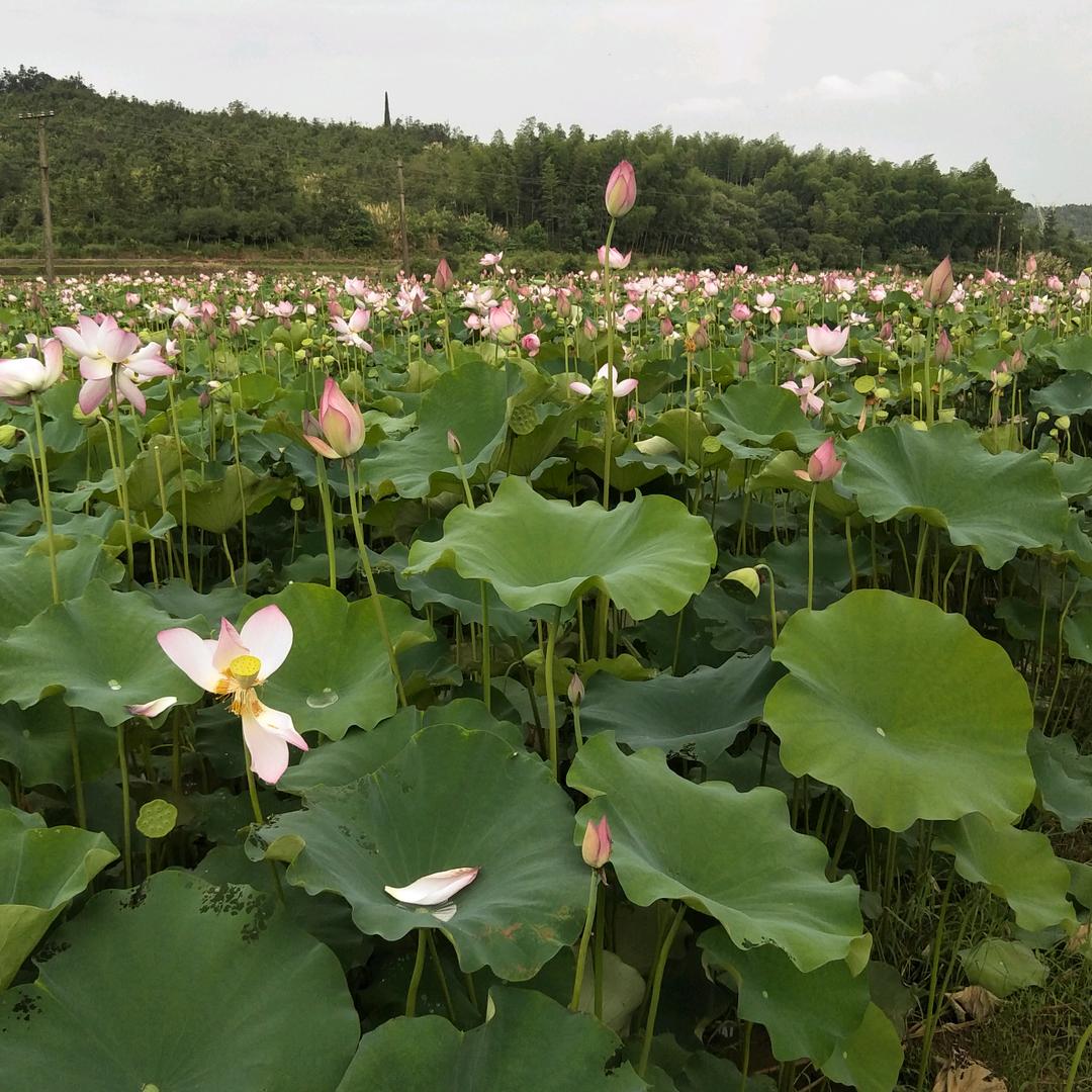 用户8302458435052平淡如水