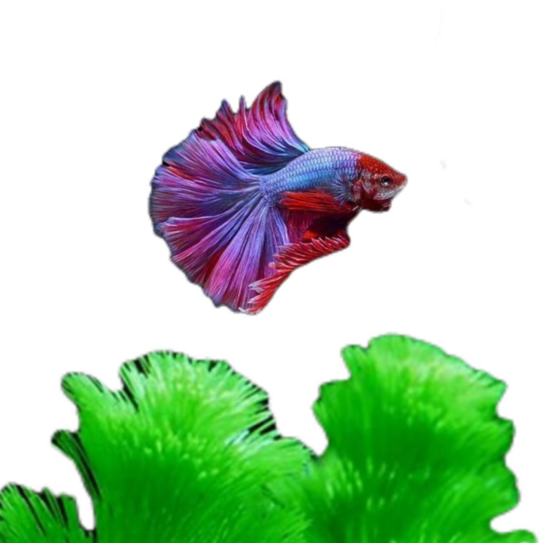 沐一水族个体店优选