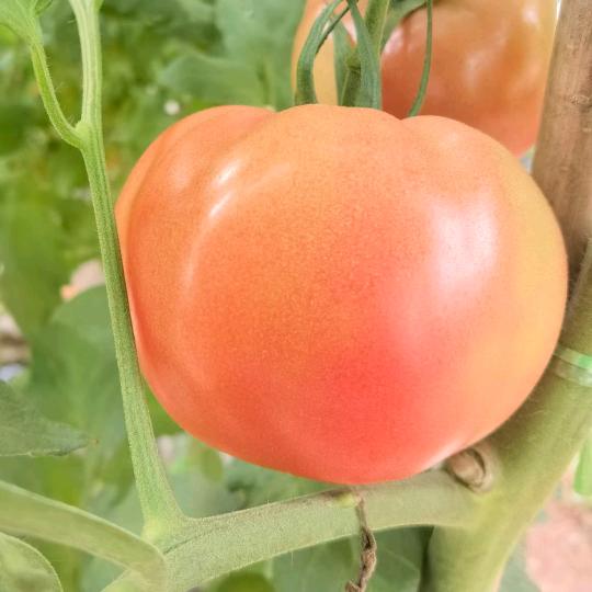 ♥云南小伟哥Ⅲ