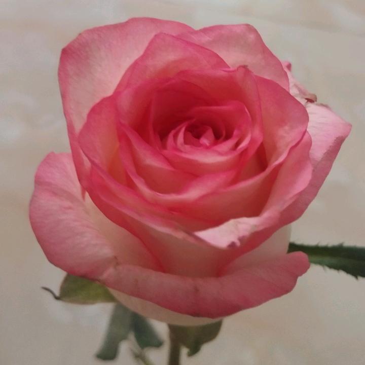 蛋炒饭加鱿鱼丝