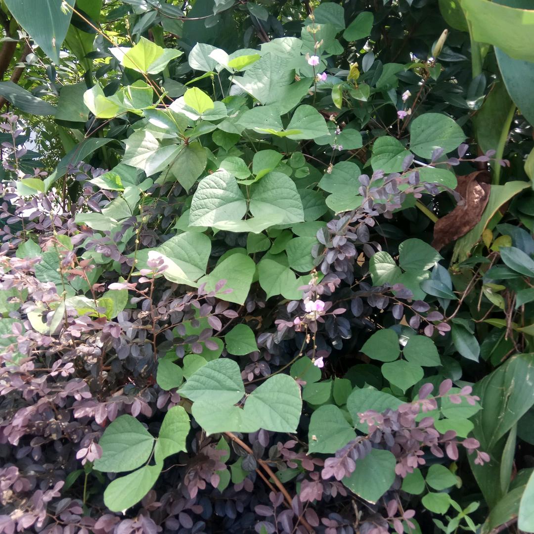 江南风光好
