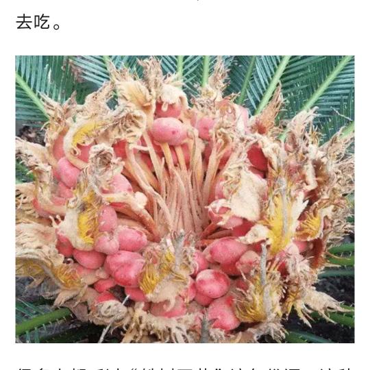花见花开