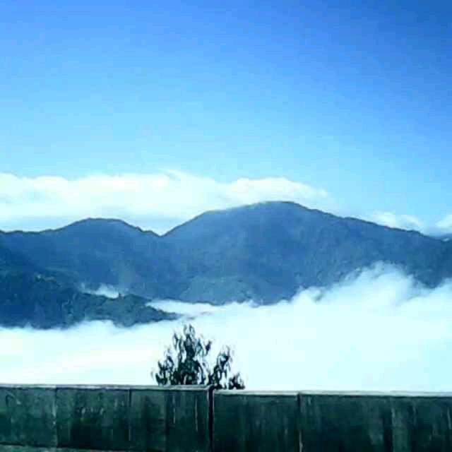 一棵青松（彪）