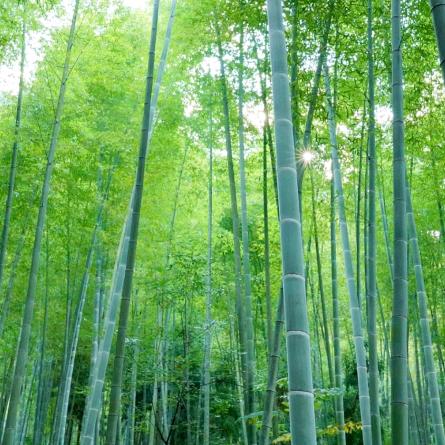 马莲