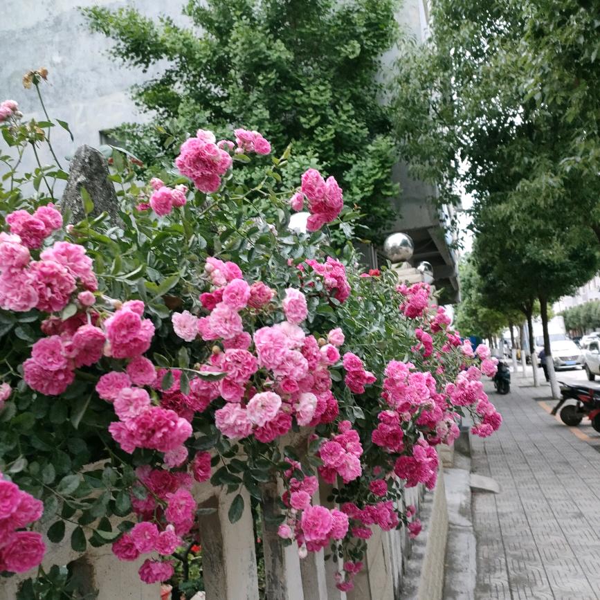 花蕊🌸🌸（拒绝私聊）