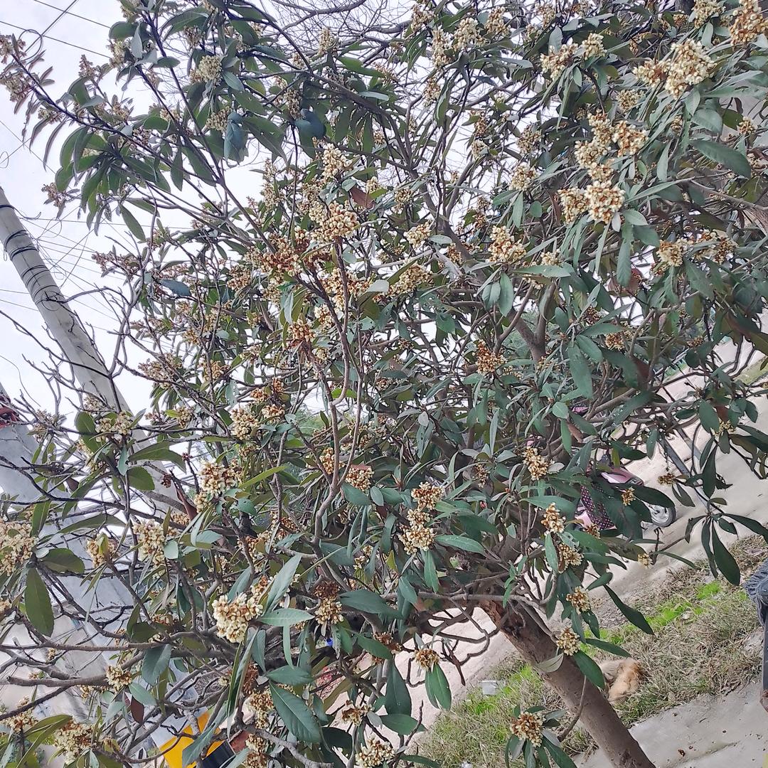 秋月.