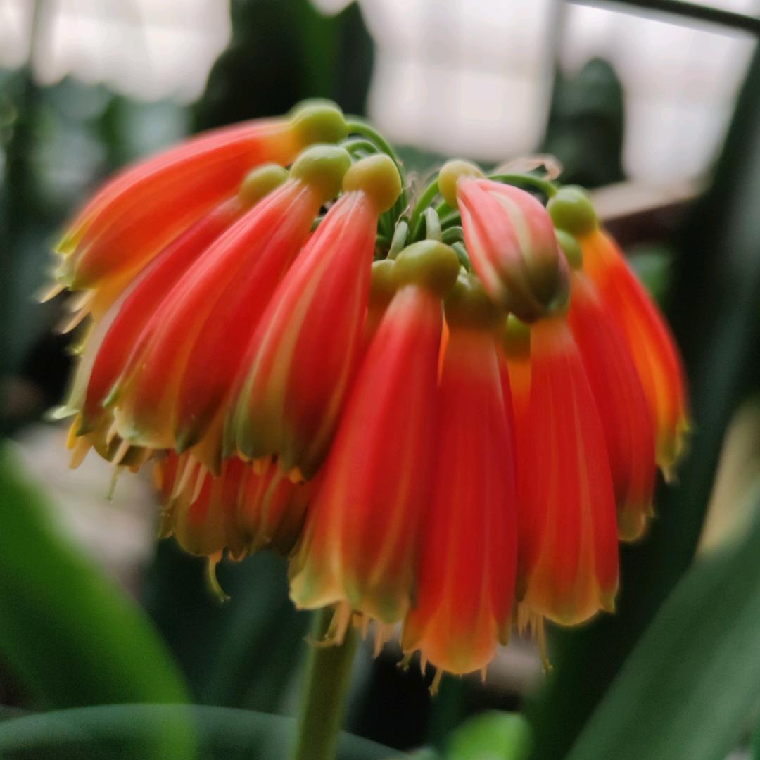 义华君子兰培育基地