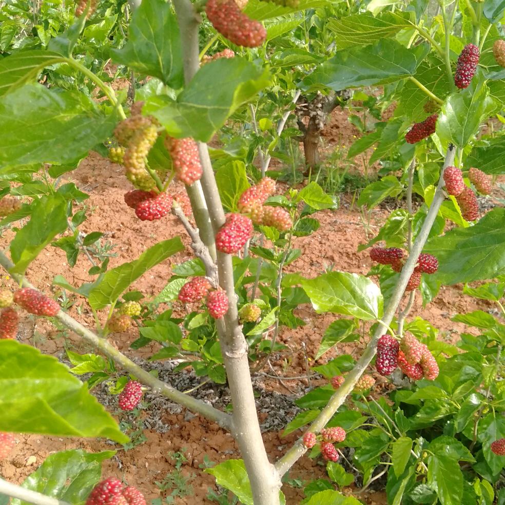 勤劳致富靠双手