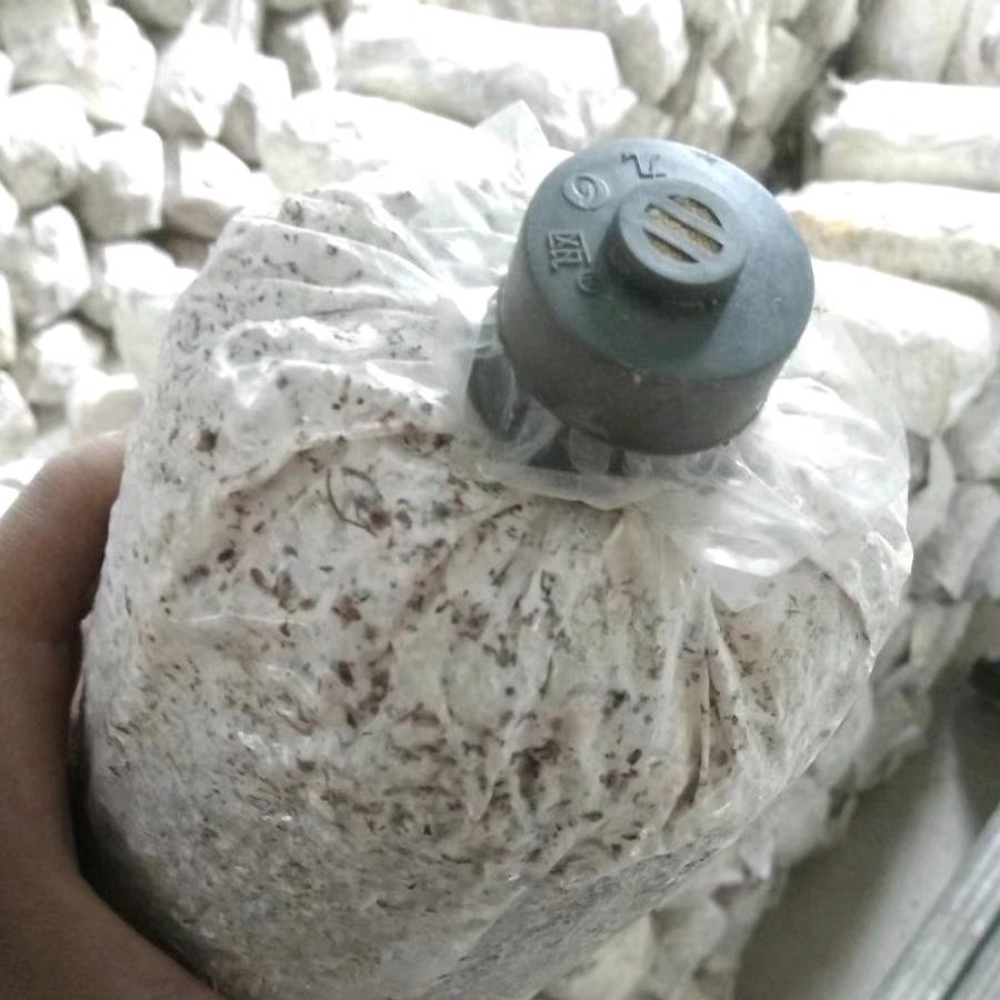 九瓯食用菌海棉套环