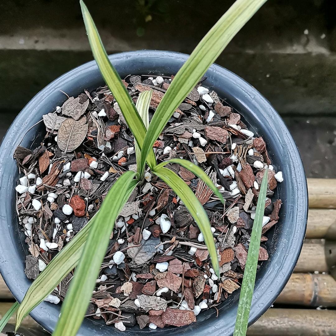 黄连军，大川镇，小河村，在家种植，养殖