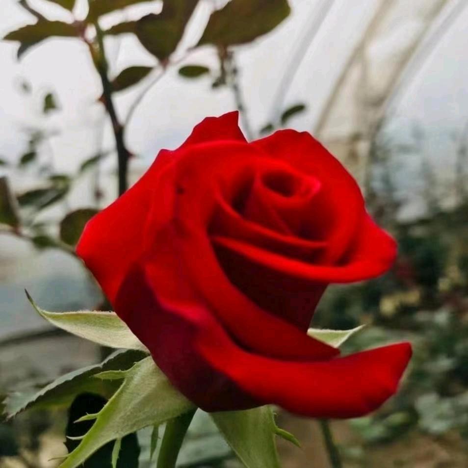 玫瑰花