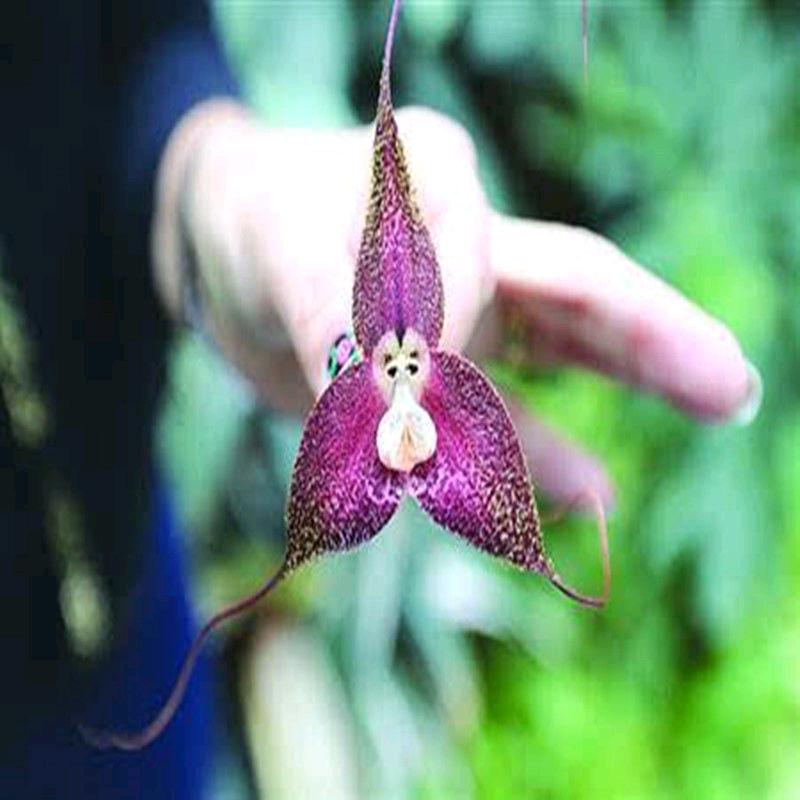 王棉花