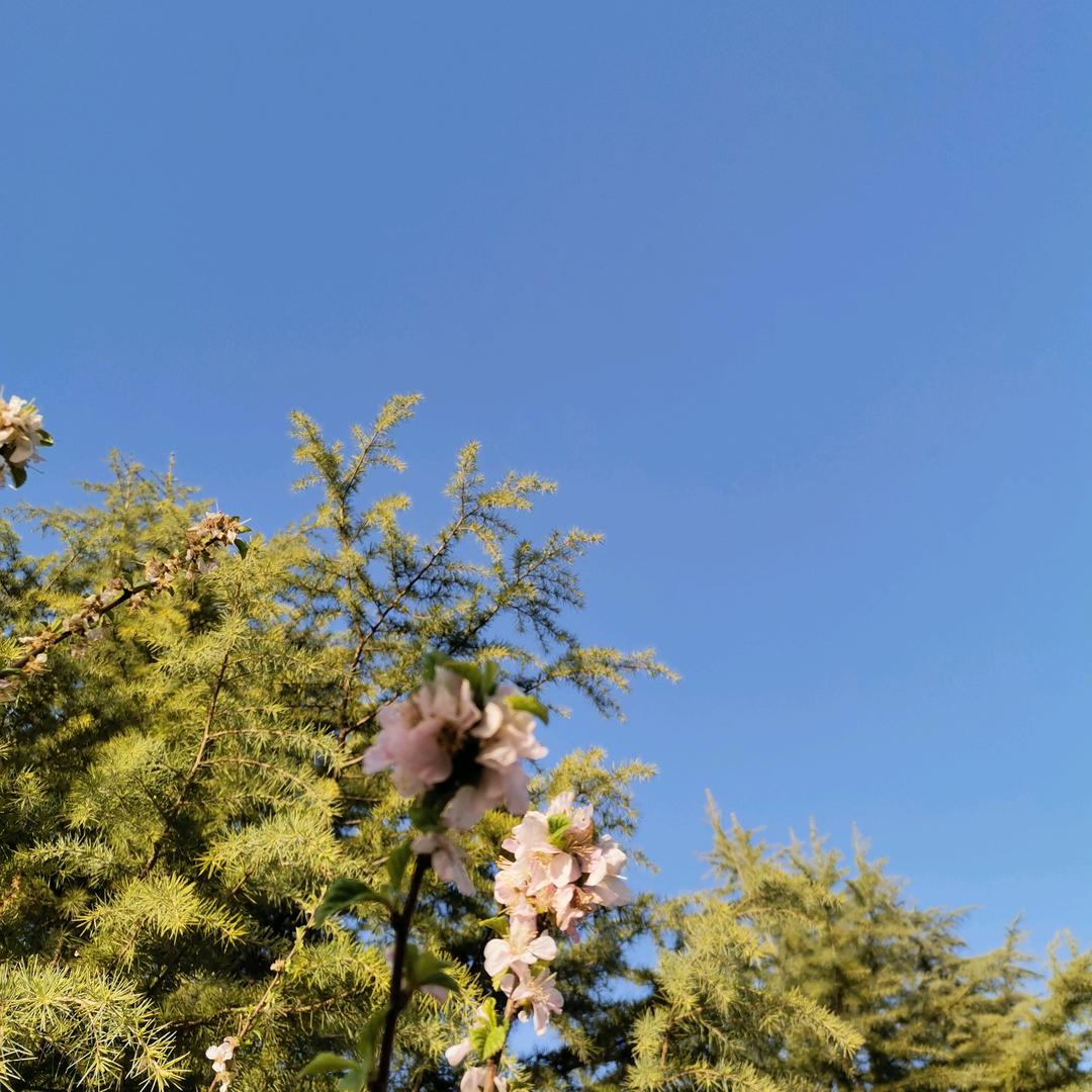 小胖砸儿