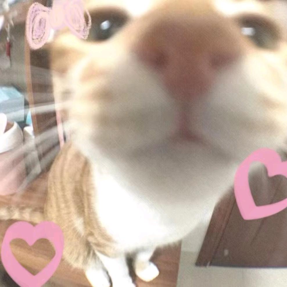 鱼饼.