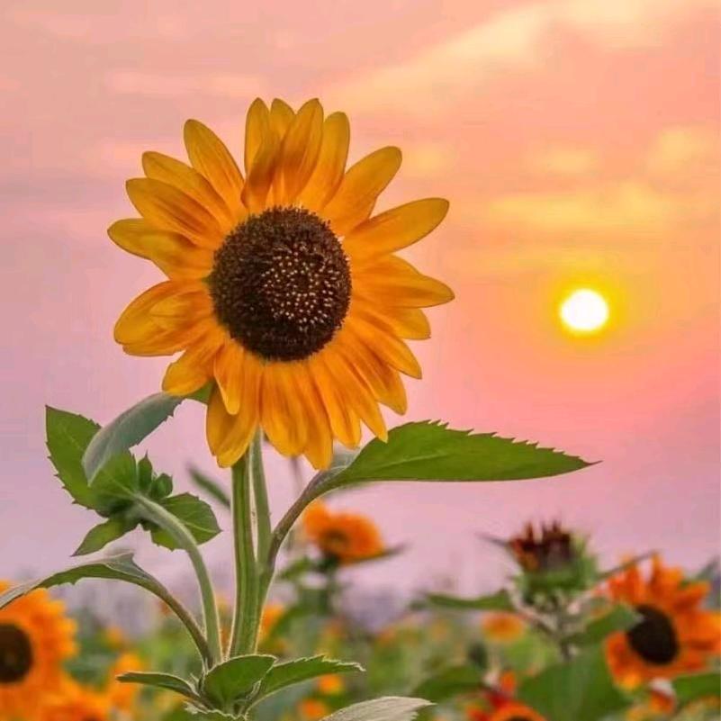 向阳好🌻