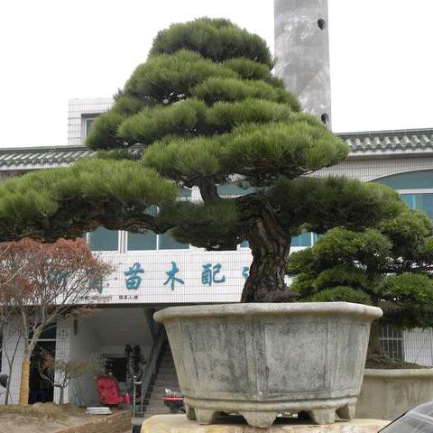 松树哥（🎤助力农产品🎤）