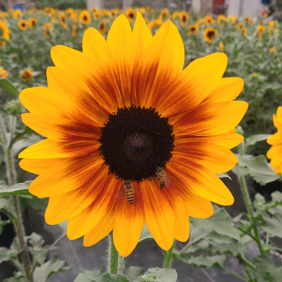 #花花世界老花匠