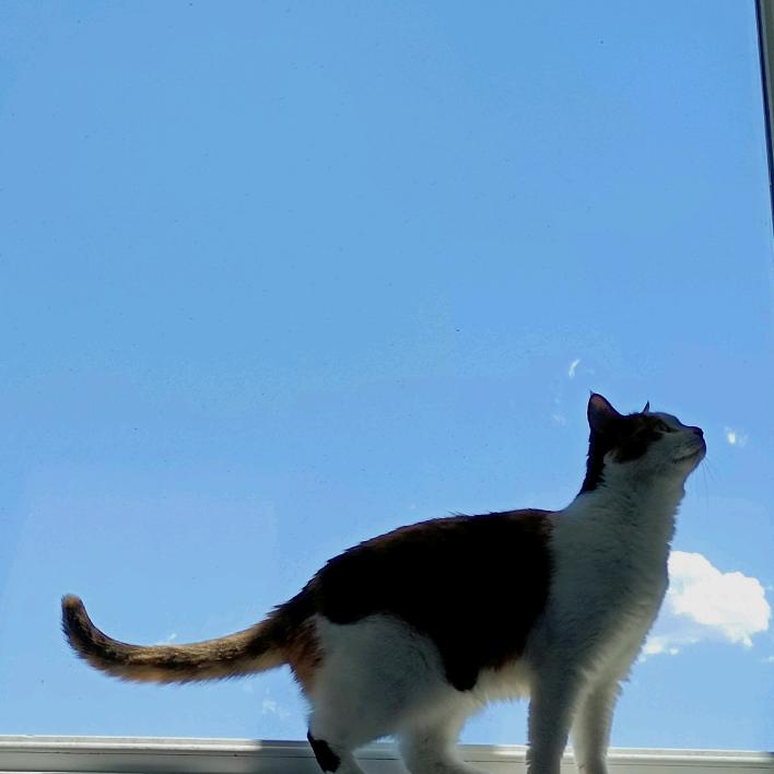 王小新-妙妙麻麻