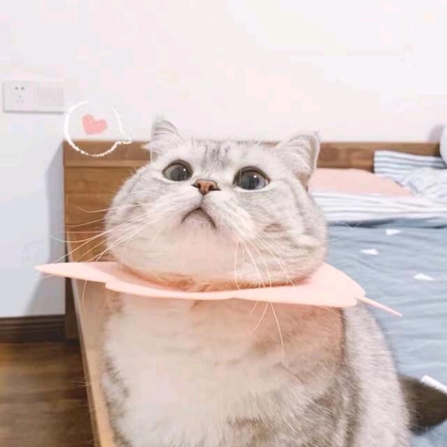 木瓜一号