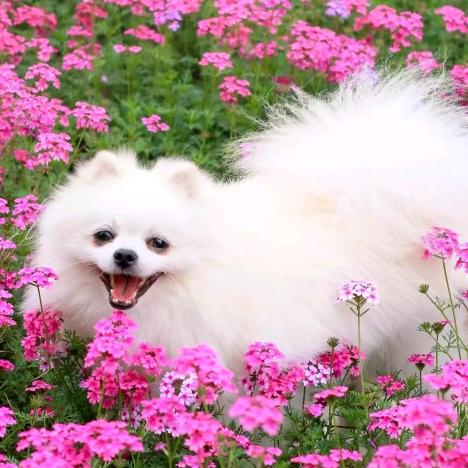 （上上签)石榴花5588