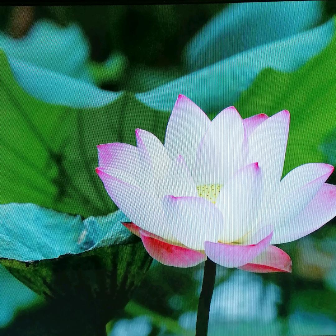 🍎风和日丽🍎