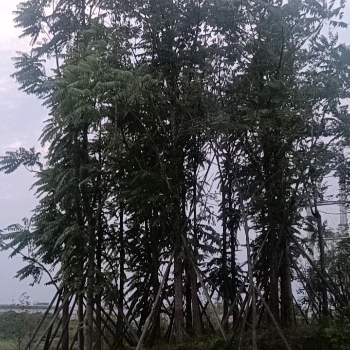 笑对人间