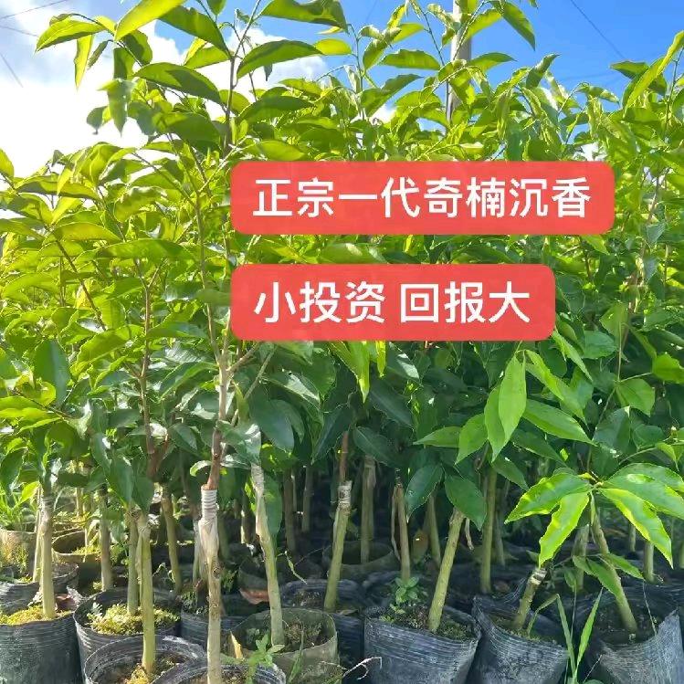 春香居奇楠种植科研基地