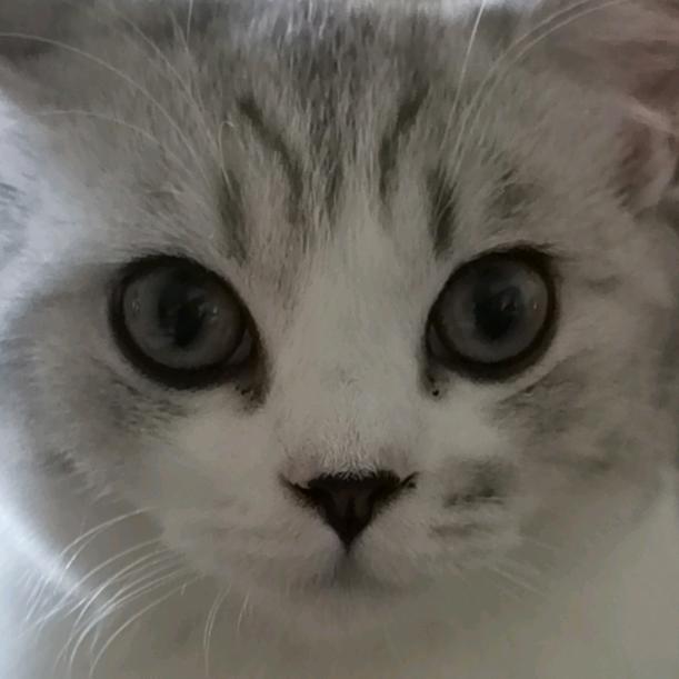 小猫耶！