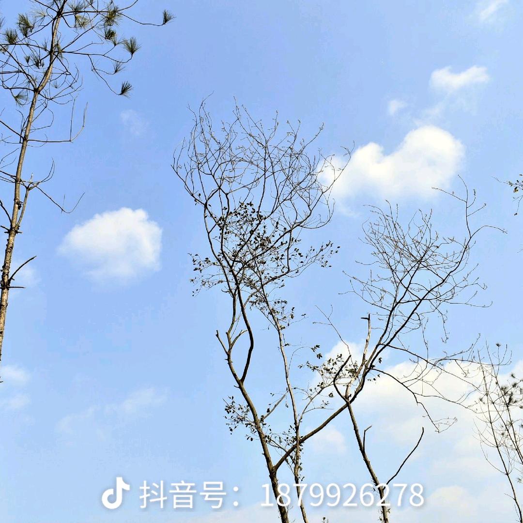 滴哥爱唱歌（蓝天白云）