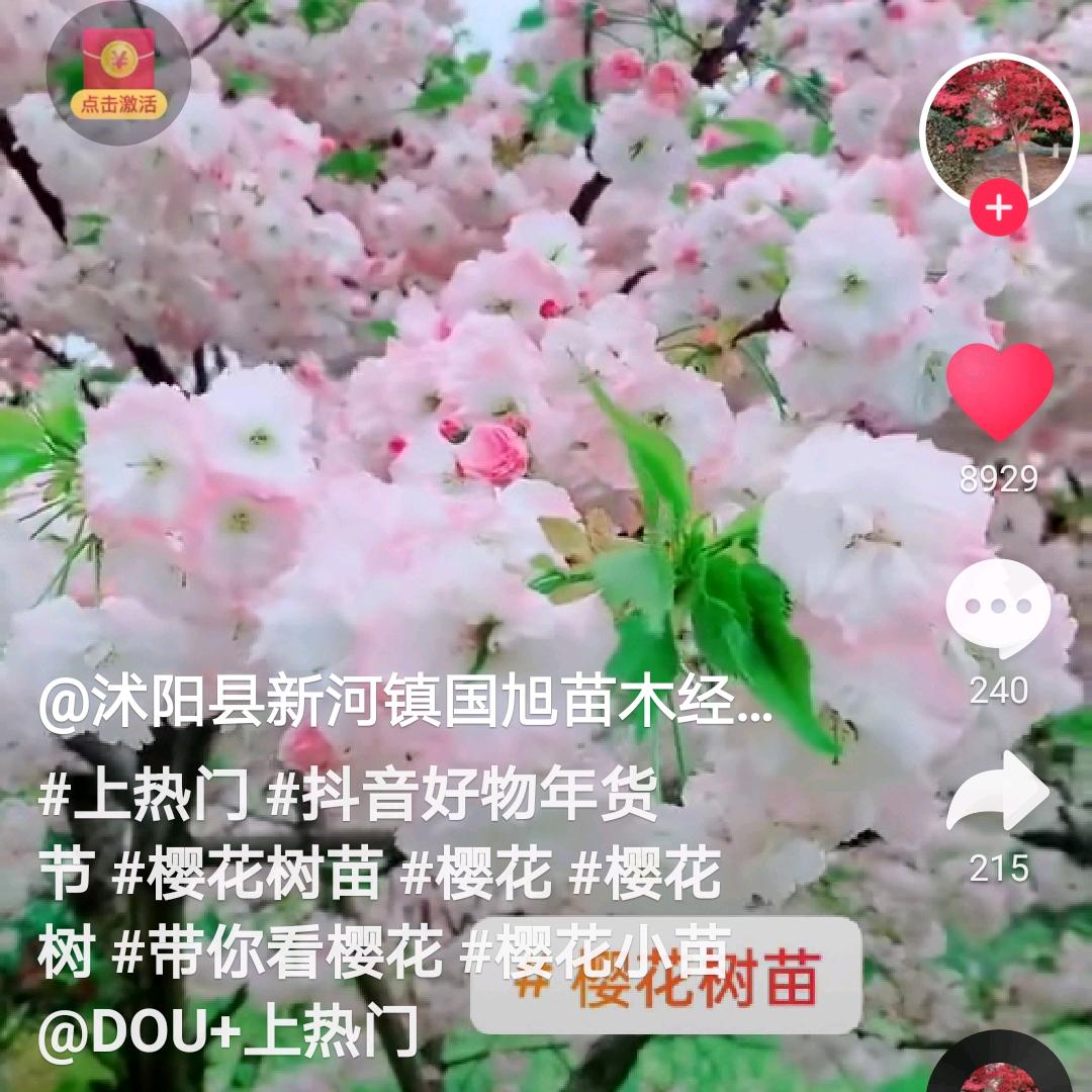 白牡丹