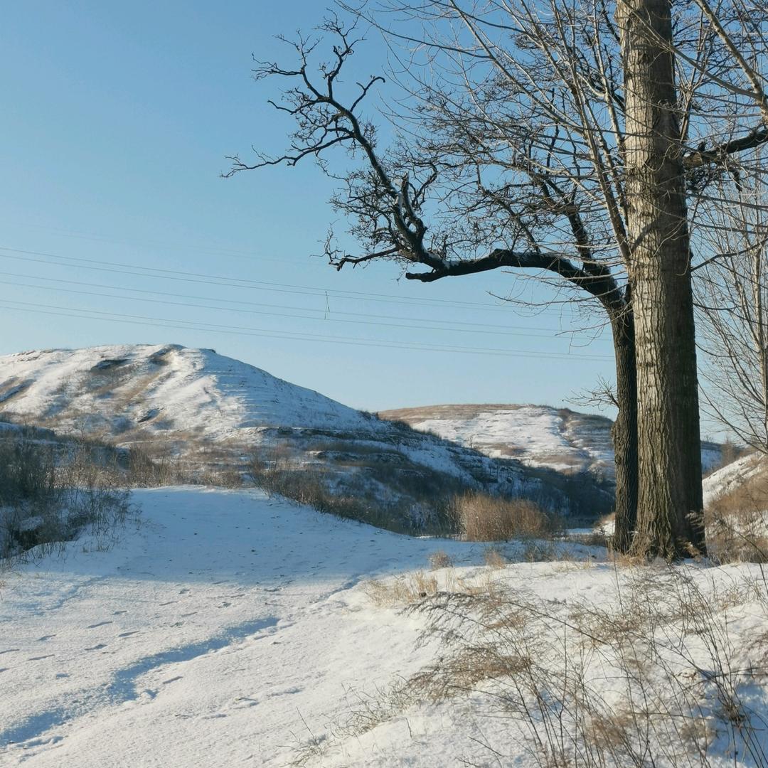 高原雪—薛培强