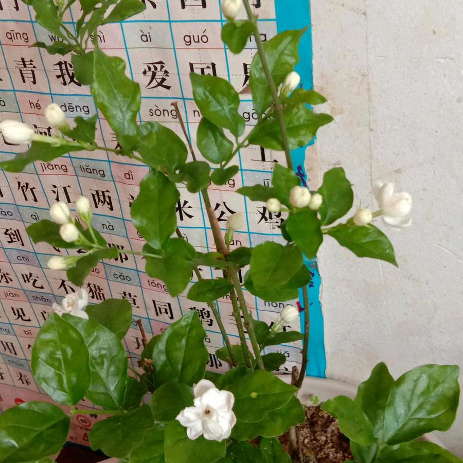 茉莉