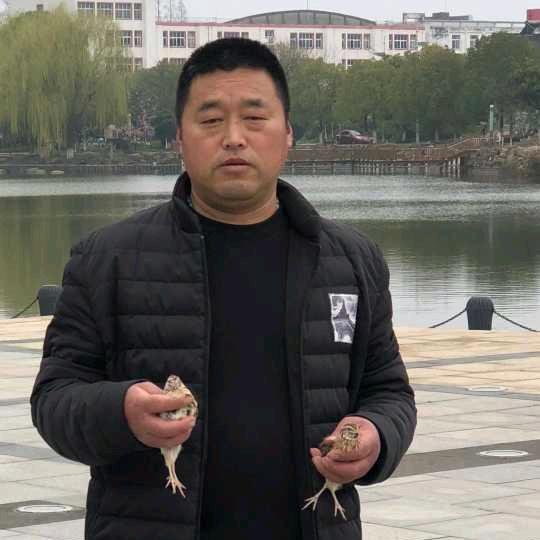 鹌鹑世家