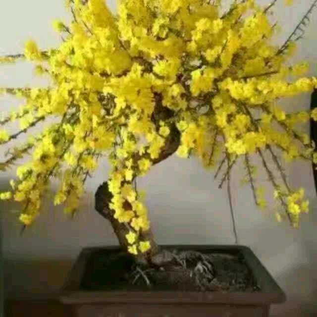 沦海一笑