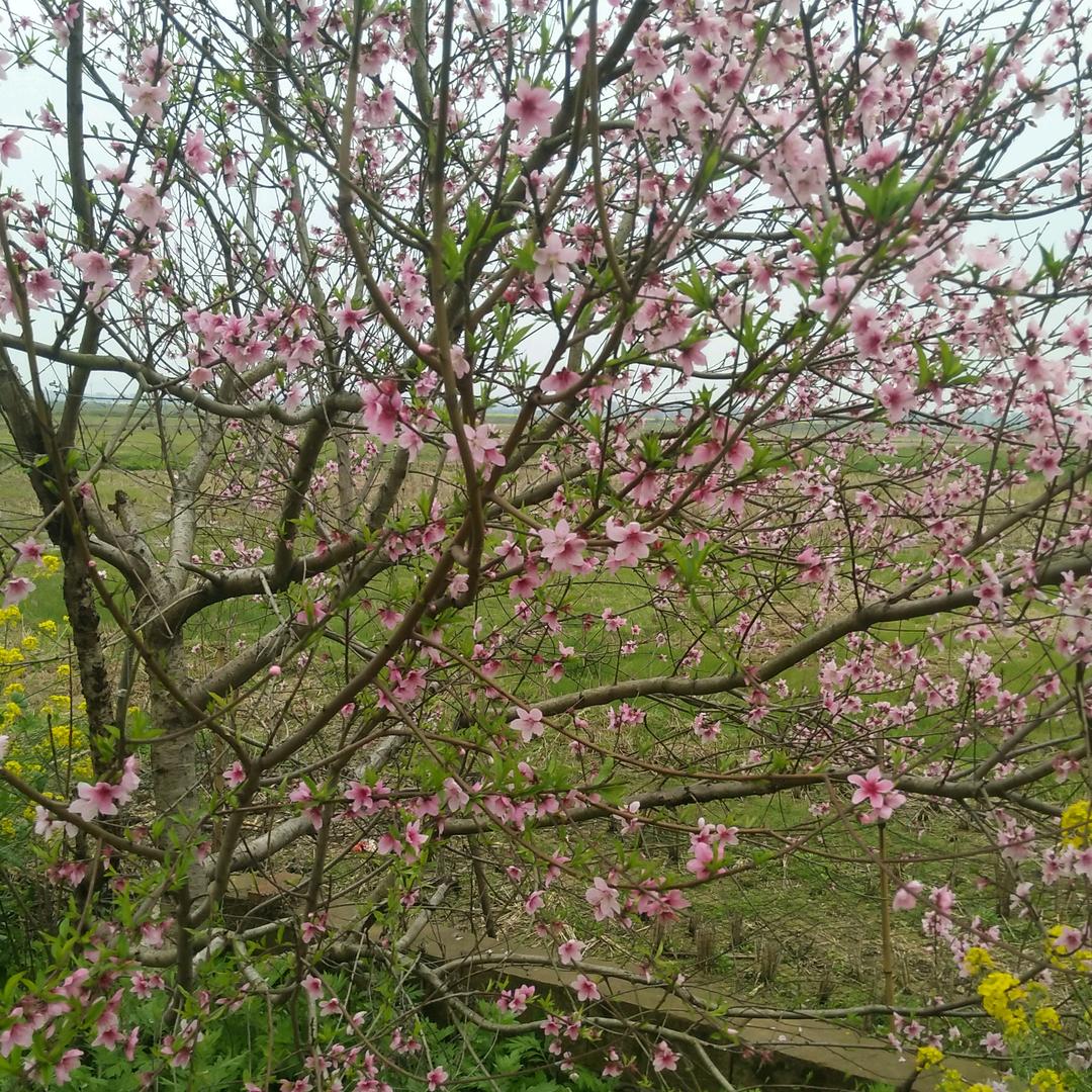 鲁成松