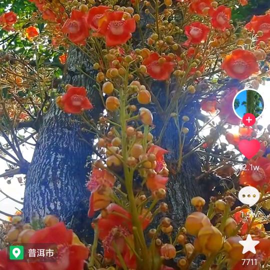小飞罗