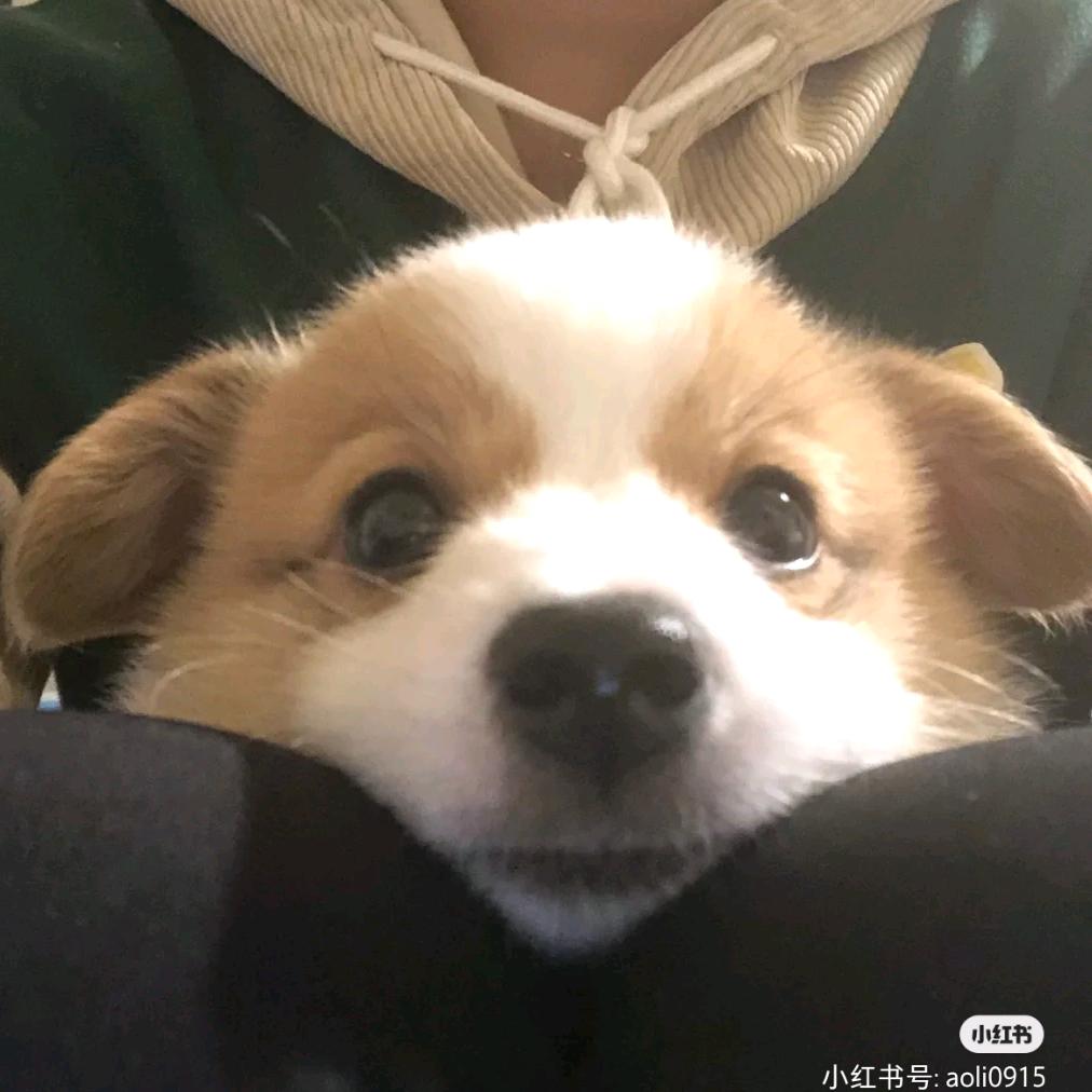 狗勾就是最好的