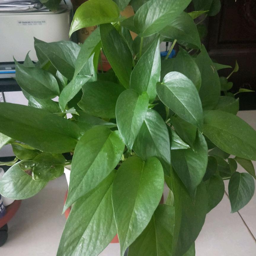 抠抠赵