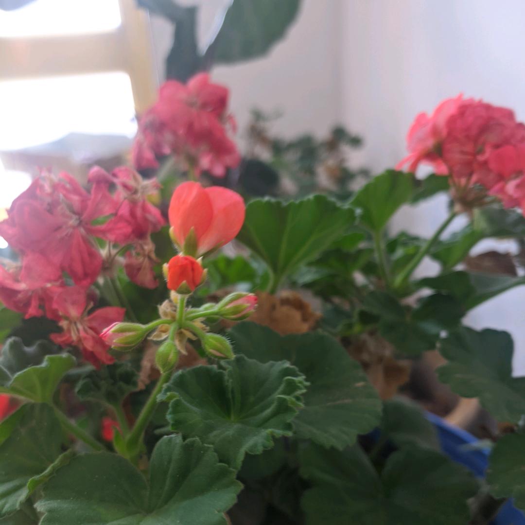 刘永珍