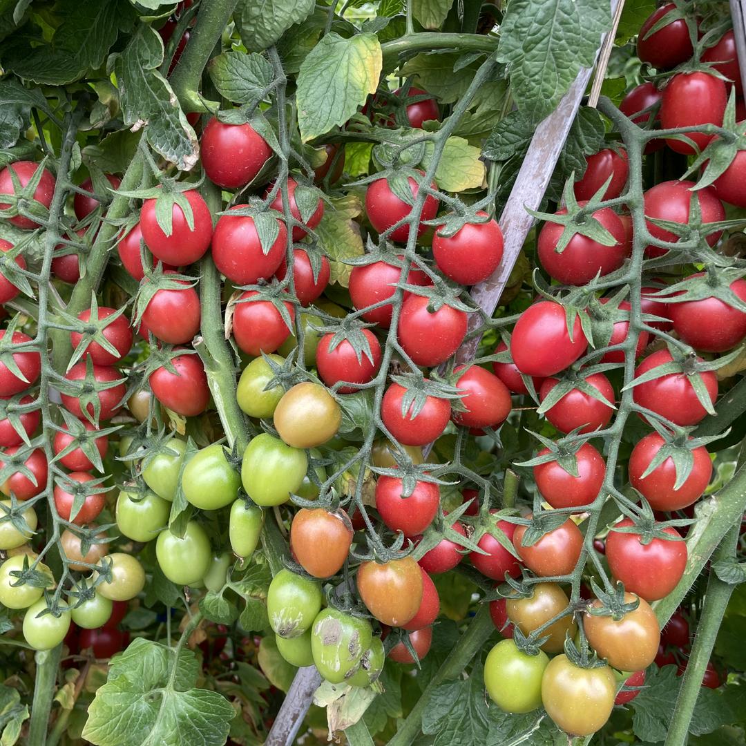 山东威尔种子有限公司