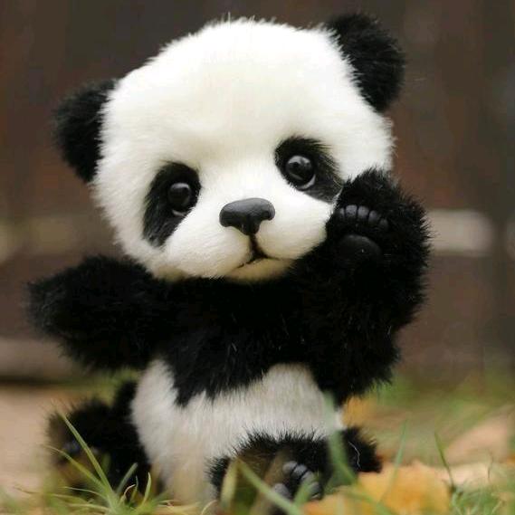 小熊猫遇见彼此