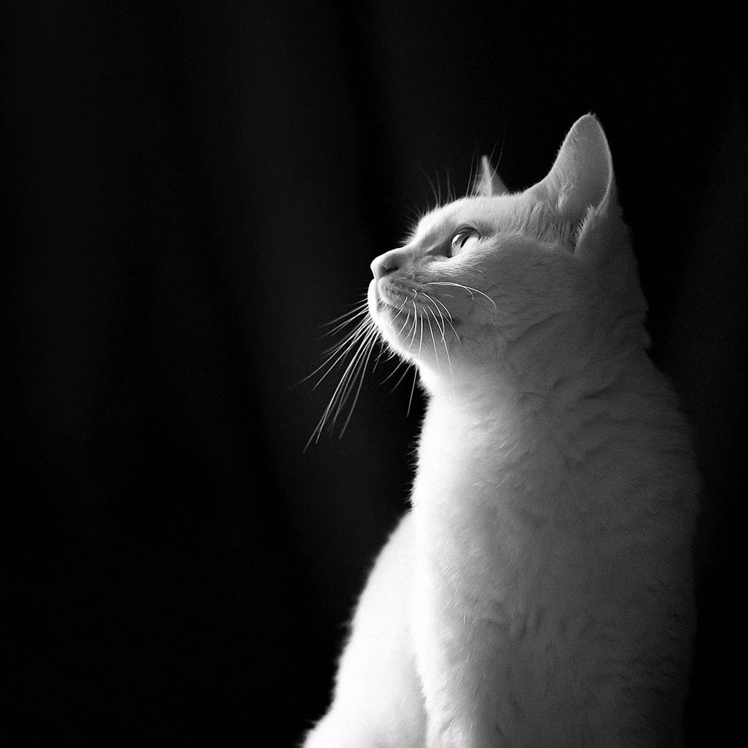 小猫眼看电视