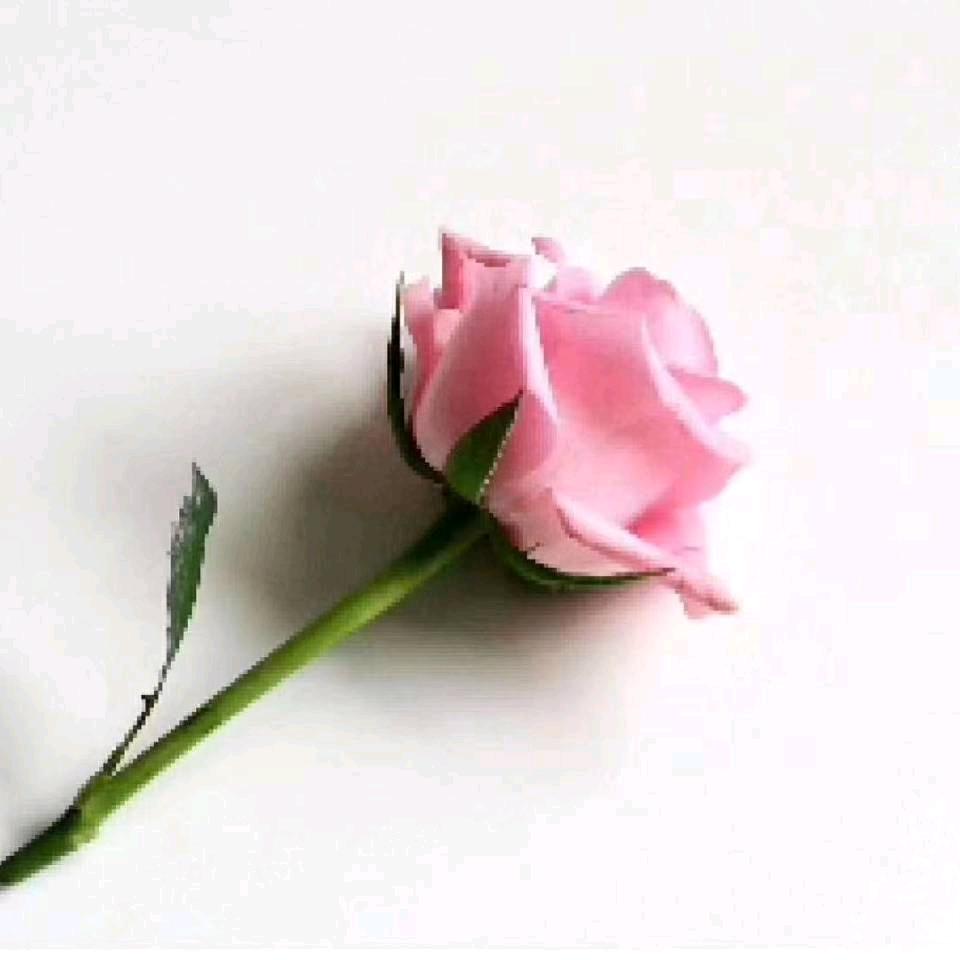 🌹娟娟🎉🎉